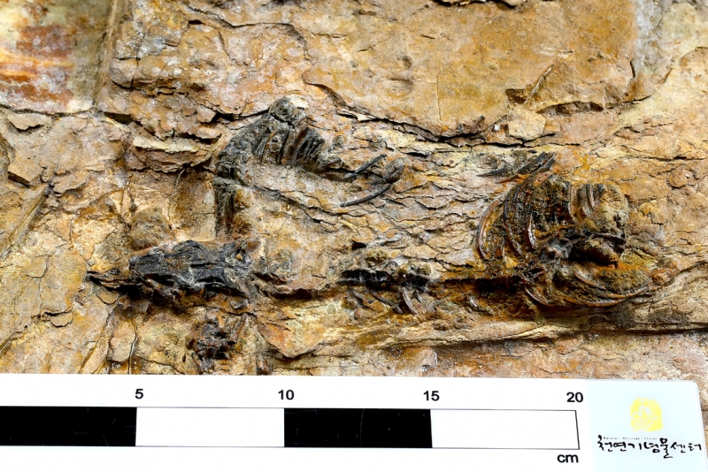 국내 최초 육식공룡 골격 화석 발견