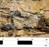 국내 최초 육식공룡 골격 화석 발견