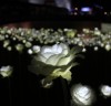 동대문디자인플라자(DDP)의 밤, 장미꽃의 향연이 펼쳐지다.
