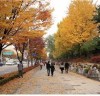 서울도심의 아름다운 단풍길은?