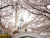 벚꽃나들이 객을 위한 롯데월드 기념 이벤트